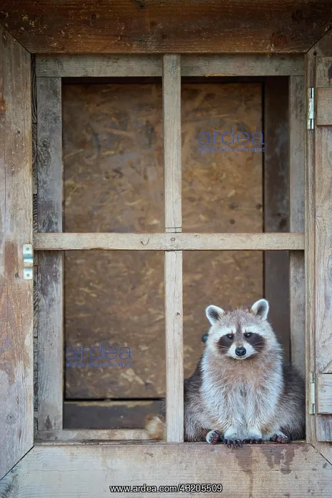 : Raccoon (Procyon lotor), sits in wooden window : Raccoon (Procyon lotor), sits in wooden window