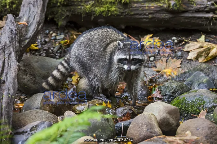 : Raccoon (Procyon lotor) along small stream bed : Raccoon (Procyon lotor) along small stream bed