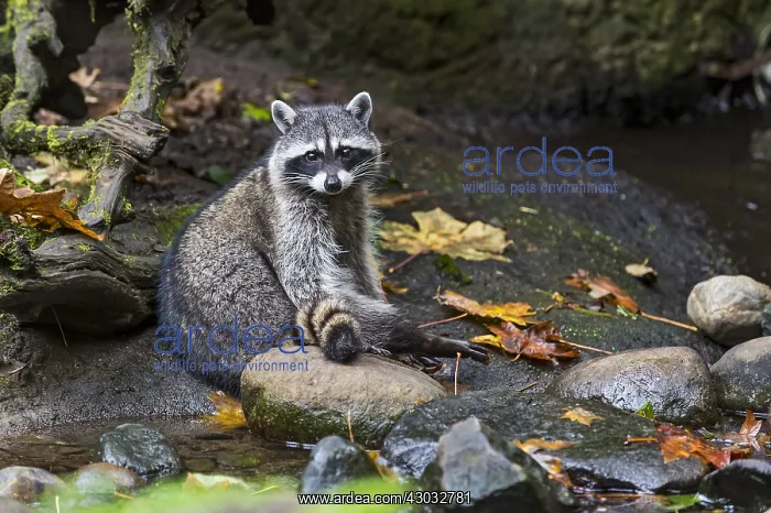 : Raccoon (Procyon lotor) along small stream bed : Raccoon (Procyon lotor) along small stream bed