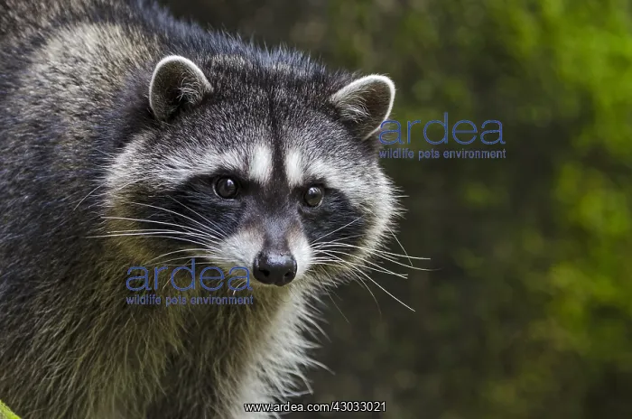 : Raccoon (Procyon lotor) along small stream bed : Raccoon (Procyon lotor) along small stream bed