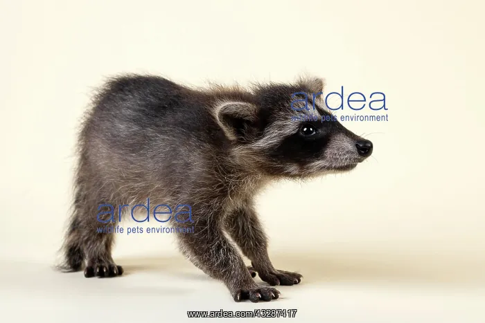 : Raccoon (Procyon lotor), sniffing, young animal : Raccoon (Procyon lotor), sniffing, young animal