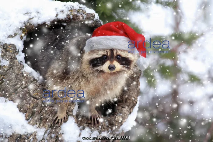 : Raccoon (Procyon lotor), snow, den, wearing Christmas : Raccoon (Procyon lotor), snow, den, wearing Christmas