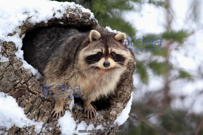 : Raccoon (Procyon lotor), snow, den, Montana, USA : Raccoon (Procyon lotor), snow, den, Montana, USA