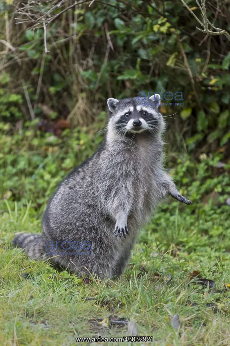 : Raccoon (Procyon lotor) standing on hind legs : Raccoon (Procyon lotor) standing on hind legs