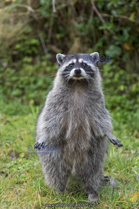 : Raccoon (Procyon lotor) standing on hind legs : Raccoon (Procyon lotor) standing on hind legs
