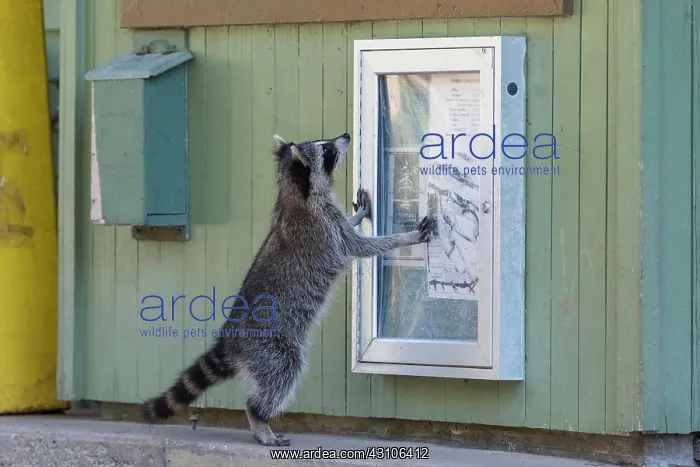 : Raccoon (Procyon lotor) standing, looking at poster : Raccoon (Procyon lotor) standing, looking at poster