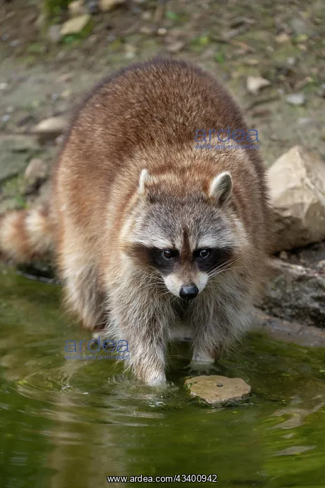  : Raccoon (Procyon lotor) standing in water, captive