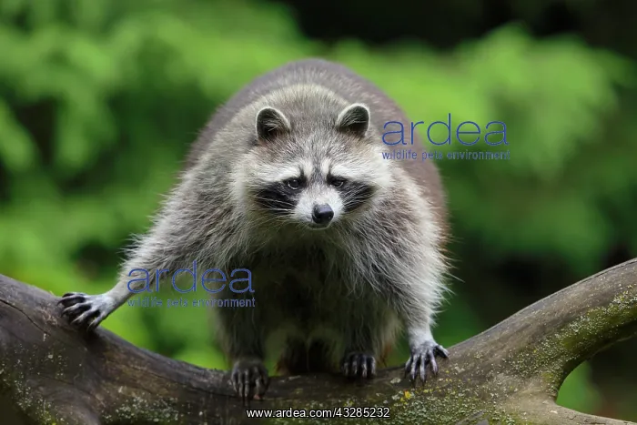 : Raccoon (Procyon lotor) in a tree, captive, Germany : Raccoon (Procyon lotor) in a tree, captive, Germany