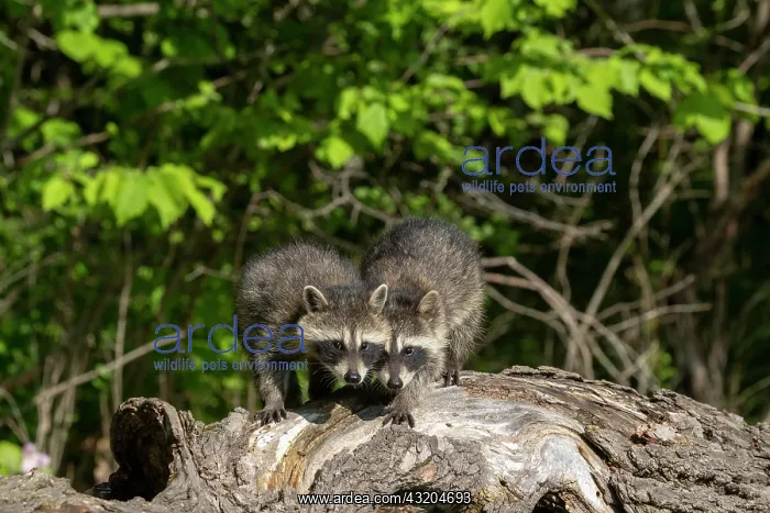 : Raccoon (Procyon lotor) in a tree, captive, Minnesota : Raccoon (Procyon lotor) in a tree, captive, Minnesota