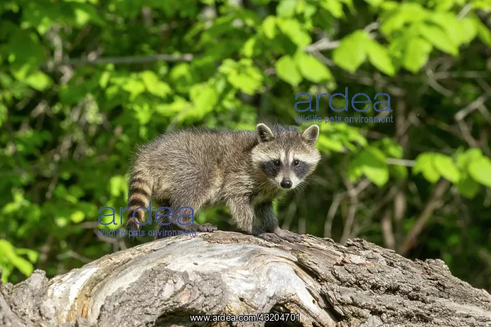: Raccoon (Procyon lotor) in a tree, captive, Minnesota : Raccoon (Procyon lotor) in a tree, captive, Minnesota