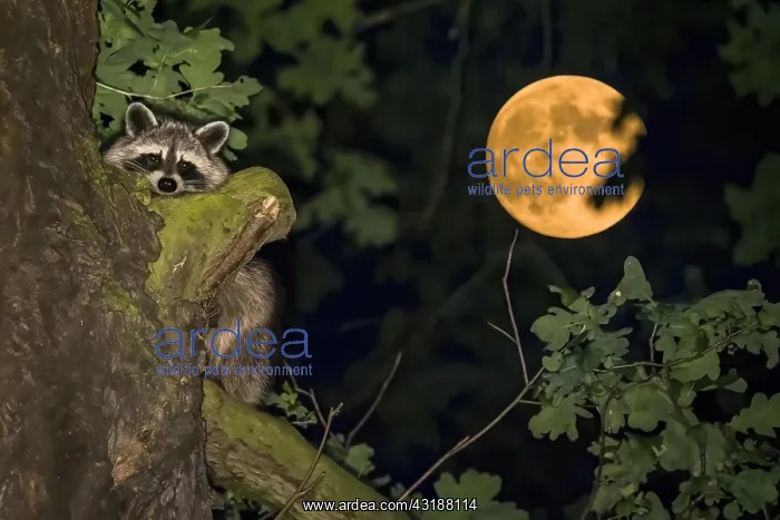 : Raccoon (Procyon lotor), on tree trunk, full moon : Raccoon (Procyon lotor), on tree trunk, full moon