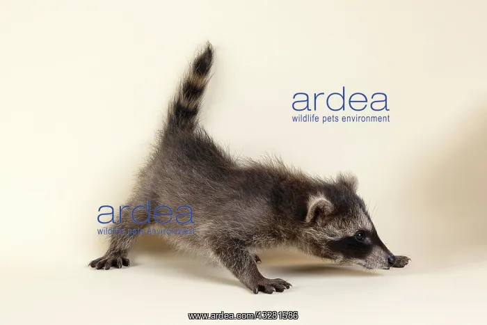 : Raccoon (Procyon lotor), side view, flits through : Raccoon (Procyon lotor), side view, flits through
