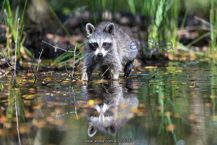 : Raccoon (Procyon lotor) wads through water, Louisiana : Raccoon (Procyon lotor) wads through water, Louisiana