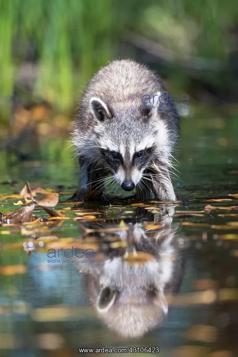 : Raccoon (Procyon lotor) wads through water, Louisiana : Raccoon (Procyon lotor) wads through water, Louisiana