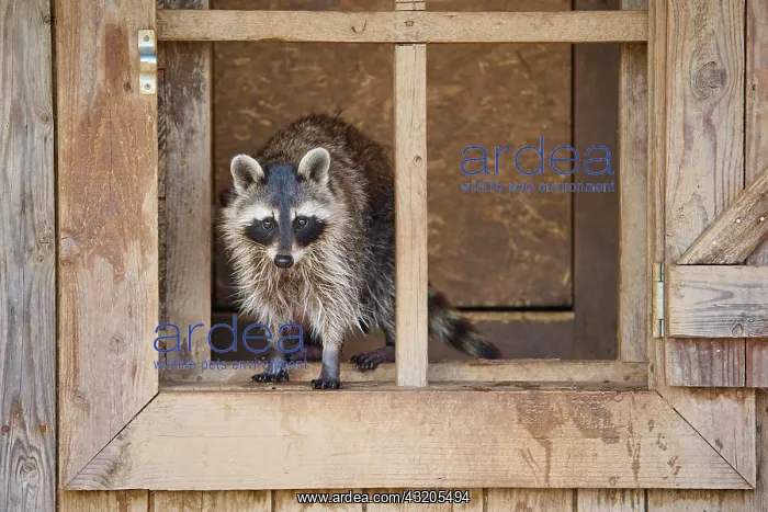 : Raccoon (Procyon lotor), in wooden window : Raccoon (Procyon lotor), in wooden window