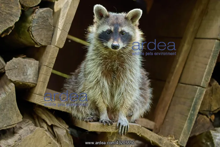 : Raccoon (Procyon lotor), in woodpile : Raccoon (Procyon lotor), in woodpile