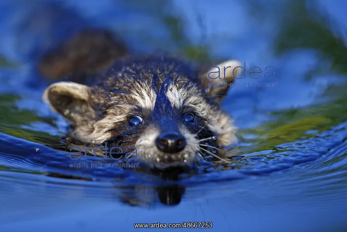 : Raccoon (Procyon lotor), young : Raccoon (Procyon lotor), young