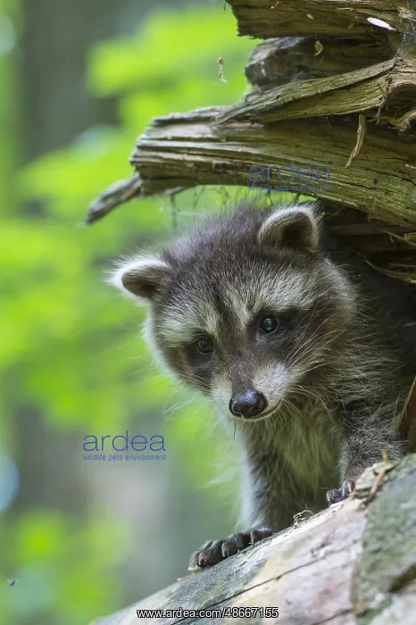 : Raccoon (Procyon lotor), Young animal, Lower Saxony : Raccoon (Procyon lotor), Young animal, Lower Saxony