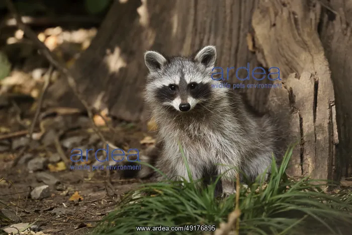 : Raccoon (Procyon lotor), young animal : Raccoon (Procyon lotor), young animal