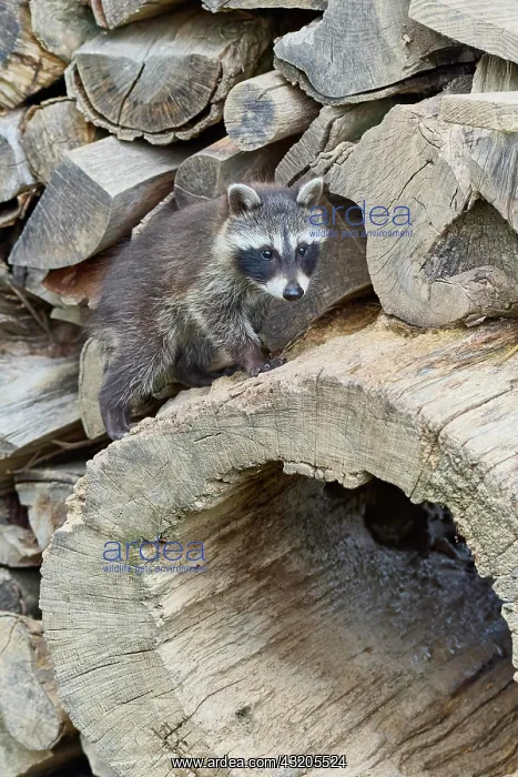 : Raccoon (Procyon lotor), young on woodpile : Raccoon (Procyon lotor), young on woodpile