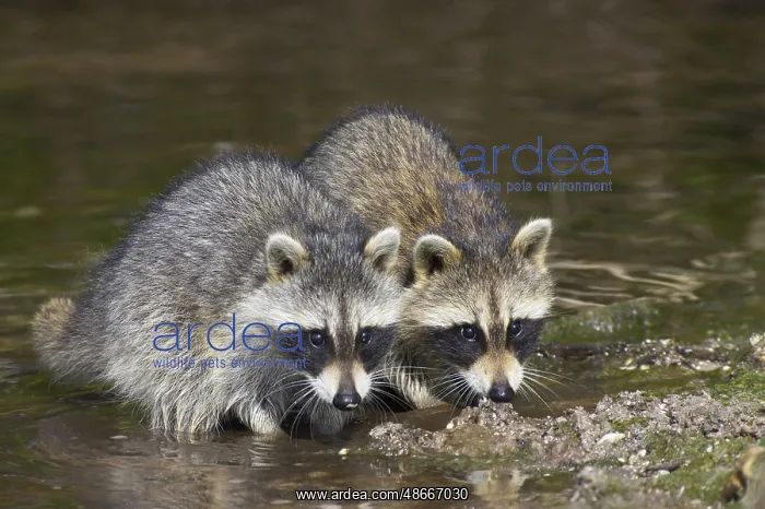 : Raccoon, raccoons (Procyon lotor), Small bears, Predators : Raccoon, raccoons (Procyon lotor), Small bears, Predators