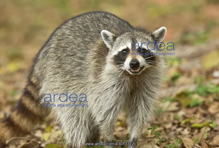 : Raccoon / Racoon searching for food among tree roots : Raccoon / Racoon searching for food among tree roots