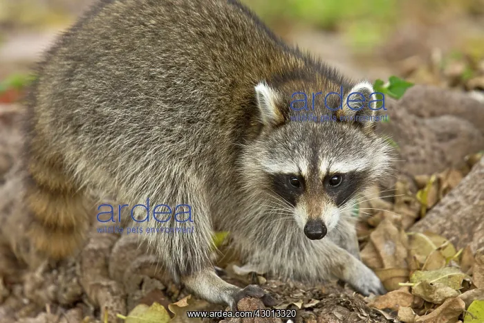 : Raccoon / Racoon searching for food among tree roots : Raccoon / Racoon searching for food among tree roots