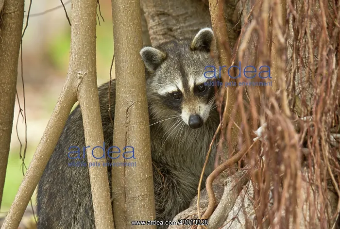 : Raccoon / Racoon searching for food among tree roots : Raccoon / Racoon searching for food among tree roots