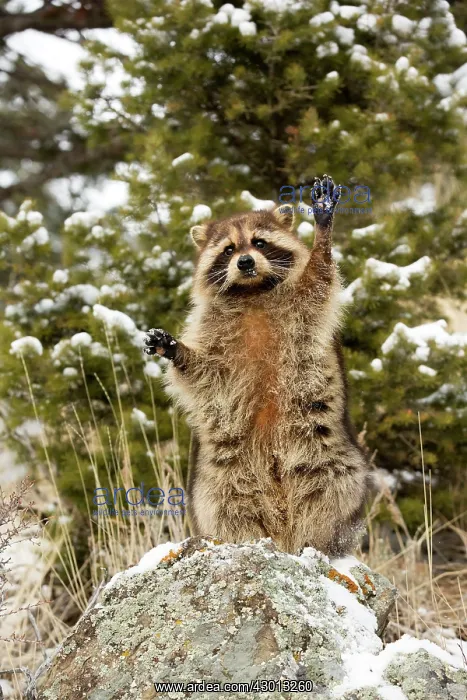 : Raccoon / Racoon standing on hind legs in winter : Raccoon / Racoon standing on hind legs in winter