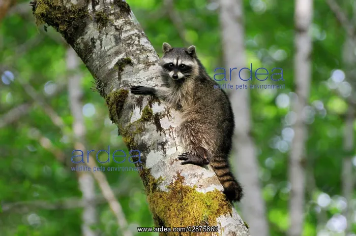 : Raccoon - on side of red alder tree in an alder : Raccoon - on side of red alder tree in an alder