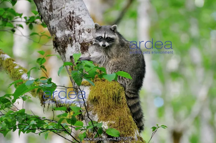 : Raccoon - on side of red alder tree in an alder : Raccoon - on side of red alder tree in an alder