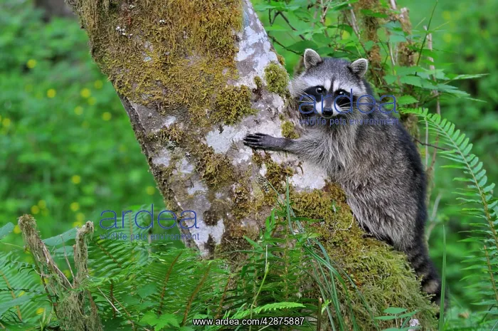 : Raccoon - on side of red alder tree in an alder : Raccoon - on side of red alder tree in an alder