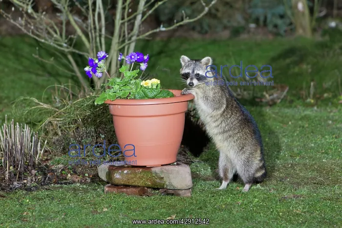 : Raccoon - searching for food in garden plan pot : Raccoon - searching for food in garden plan pot