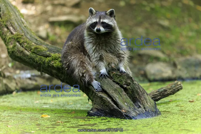 : Raccoon sitting relaxed on a tree trunk over a green body of water : Raccoon sitting relaxed on a tree trunk over a green body of water