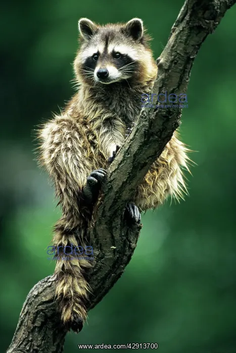 : Raccoon - sitting, resting in tree : Raccoon - sitting, resting in tree