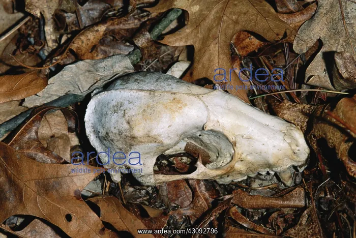 : Raccoon skull on forest floor : Raccoon skull on forest floor