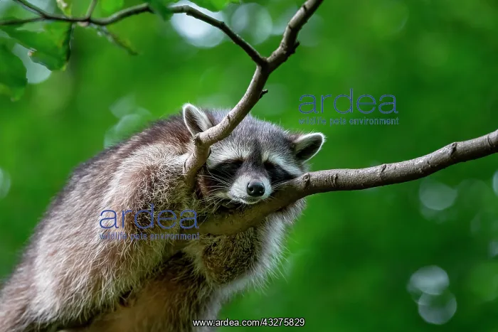  : A raccoon sleeping in a tree, North Rhine-Westphalia