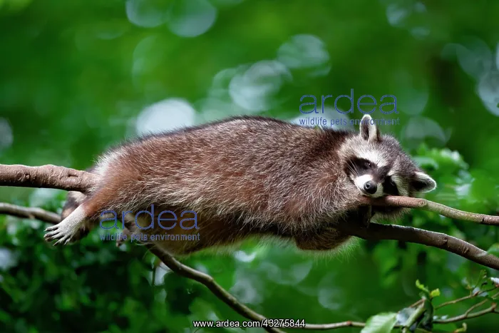 : A raccoon sleeping in a tree, North Rhine-Westphalia : A raccoon sleeping in a tree, North Rhine-Westphalia