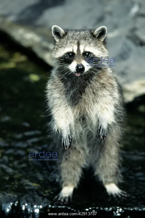 : Raccoon - standing on back legs in water, begging : Raccoon - standing on back legs in water, begging
