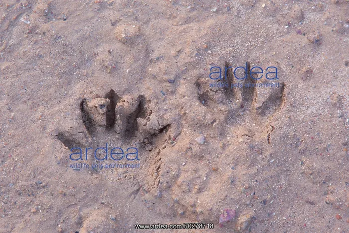 : Raccoon tracks : Raccoon tracks