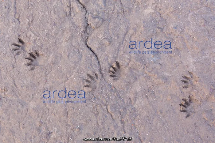 : Raccoon tracks : Raccoon tracks
