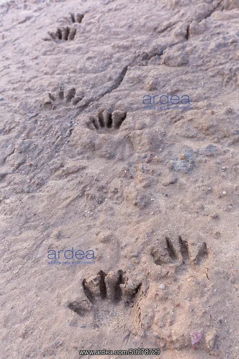 : Raccoon tracks : Raccoon tracks