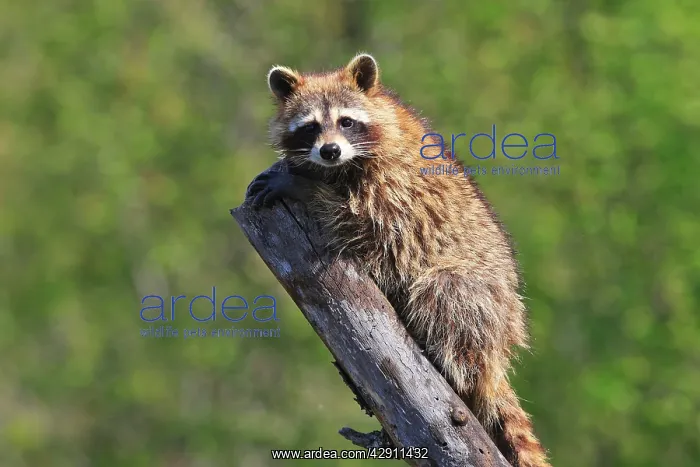 : Raccoon - on tree stump : Raccoon - on tree stump