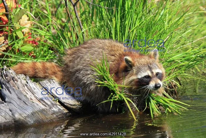 : Raccoon - by water : Raccoon - by water