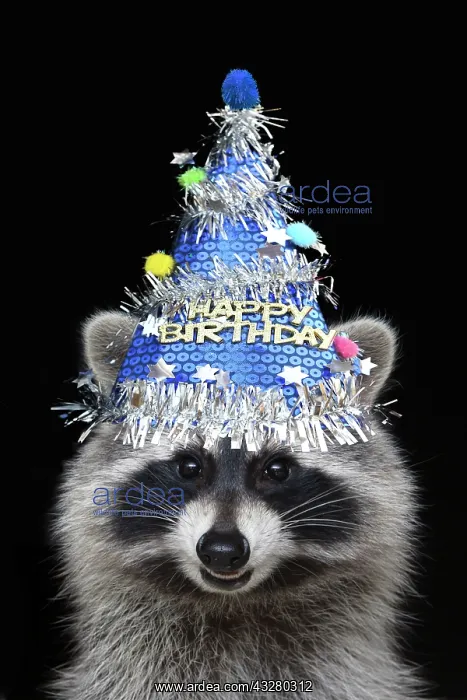 : Raccoon - wearing a blue birthday party hat : Raccoon - wearing a blue birthday party hat