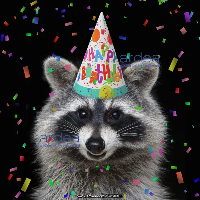 : Raccoon - wearing a Happy Birthday party hat : Raccoon - wearing a Happy Birthday party hat