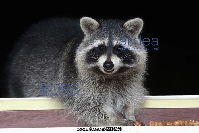 : Raccoon - On window-sill, eating hazelnuts : Raccoon - On window-sill, eating hazelnuts