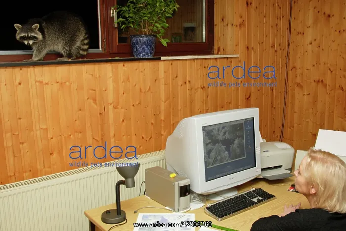 : Raccoon - On window-sill, eating hazelnuts : Raccoon - On window-sill, eating hazelnuts