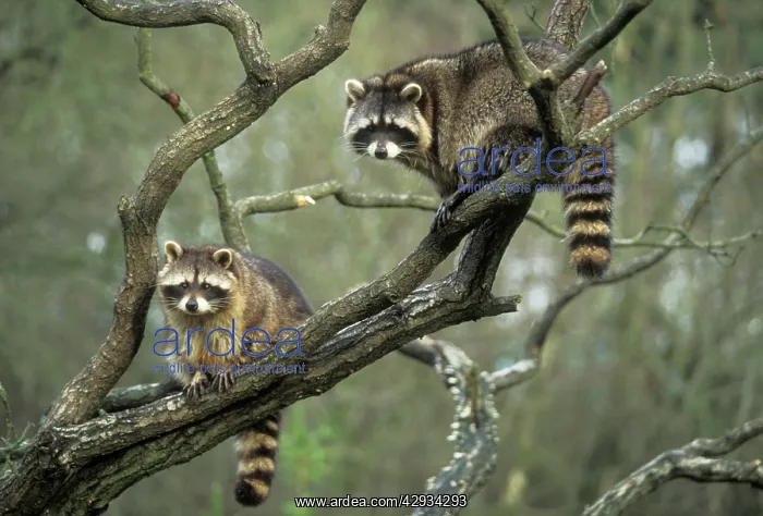 : Raccoon - x two in tree : Raccoon - x two in tree