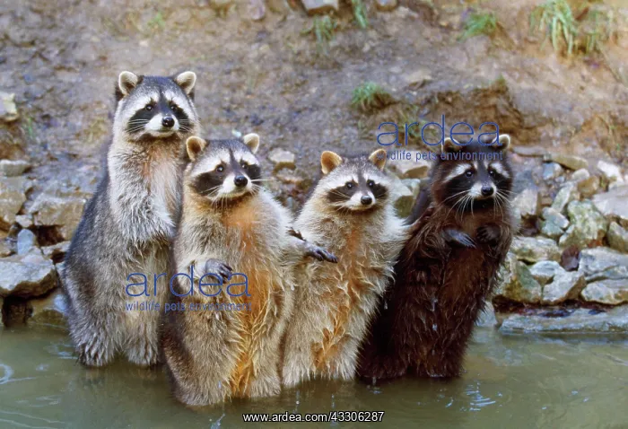 : RACCOON - x four in water : RACCOON - x four in water